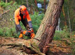 Best Emergency Tree Removal  in Sharon, WI