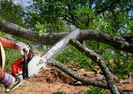 Professional Tree Services in Sharon, WI