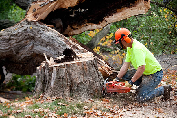 Best Tree Maintenance Programs  in Sharon, WI