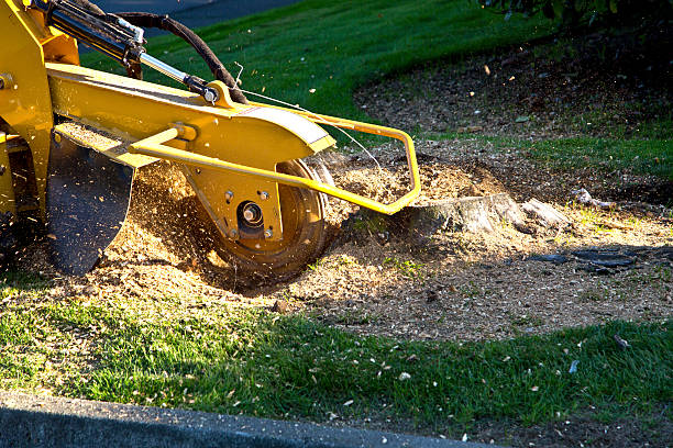 Best Aeration Services  in Sharon, WI