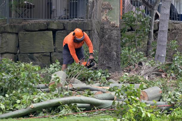 Why Choose Our Tree Removal Services in Sharon, WI?