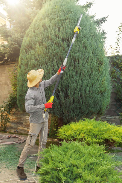 Best Palm Tree Trimming  in Sharon, WI